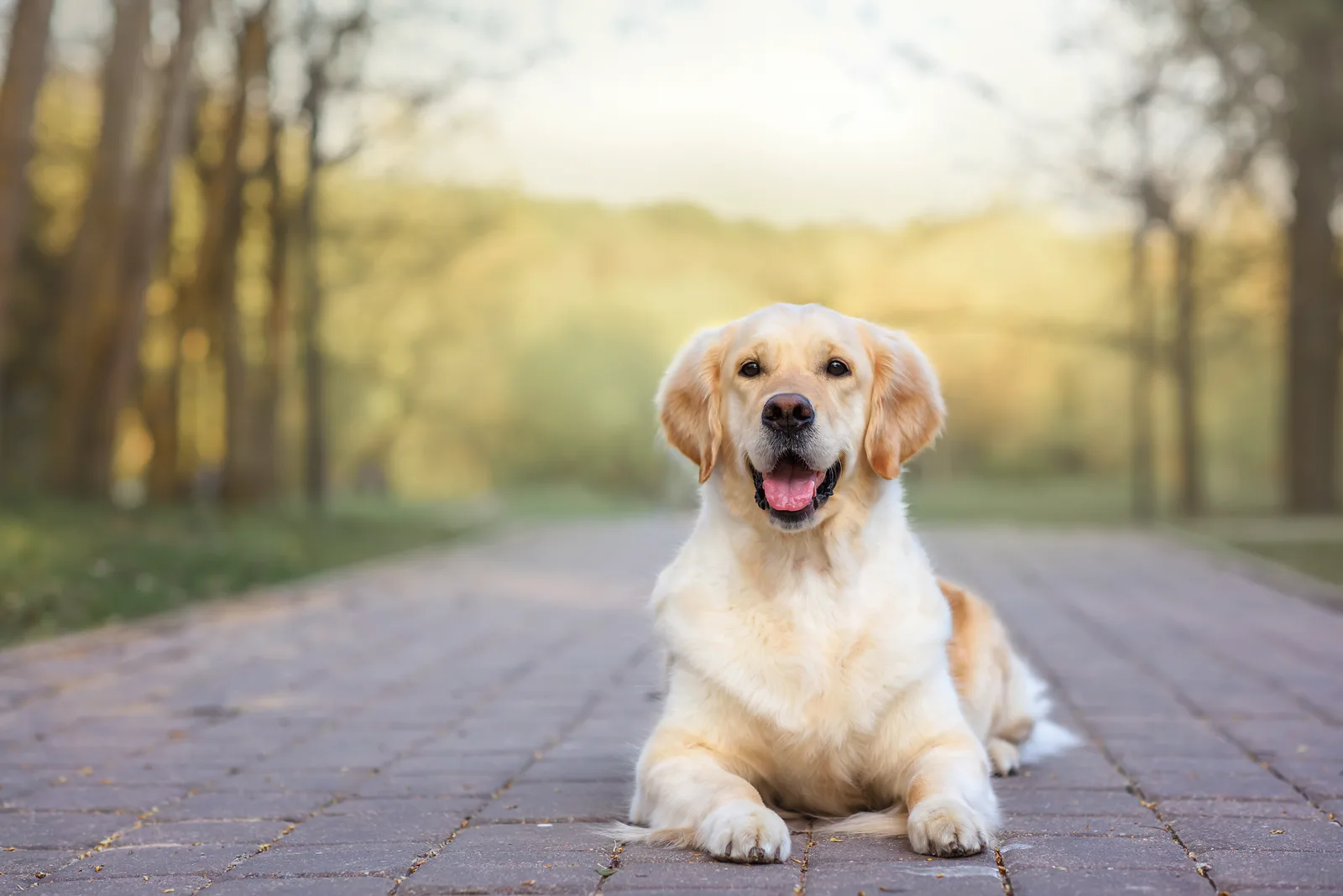 Golden retriever wiosną w naturze