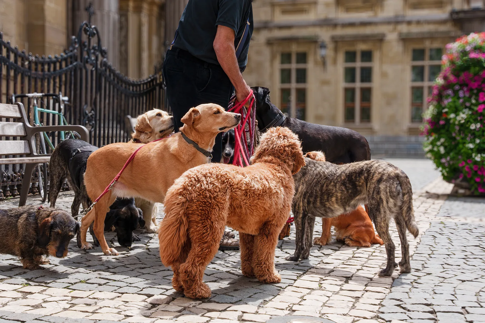 Dog walker prowadzący kilka psów w mieście