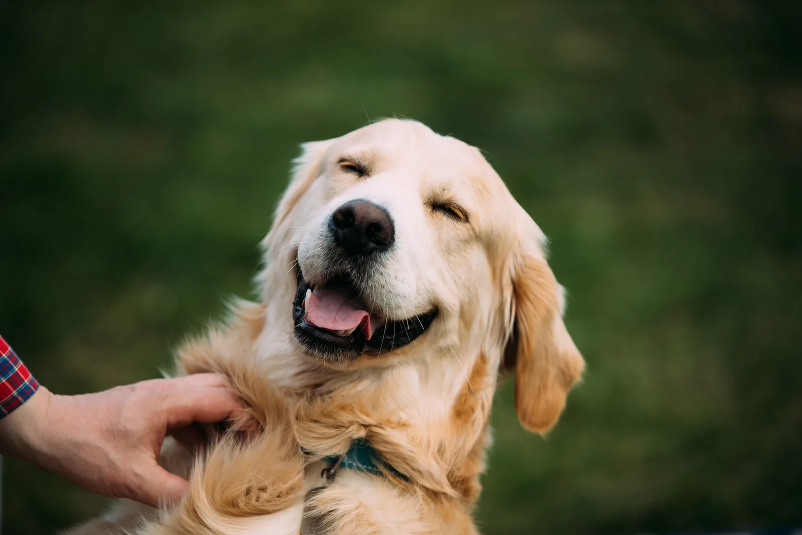 Młody wesoły labrador retriever z bliska