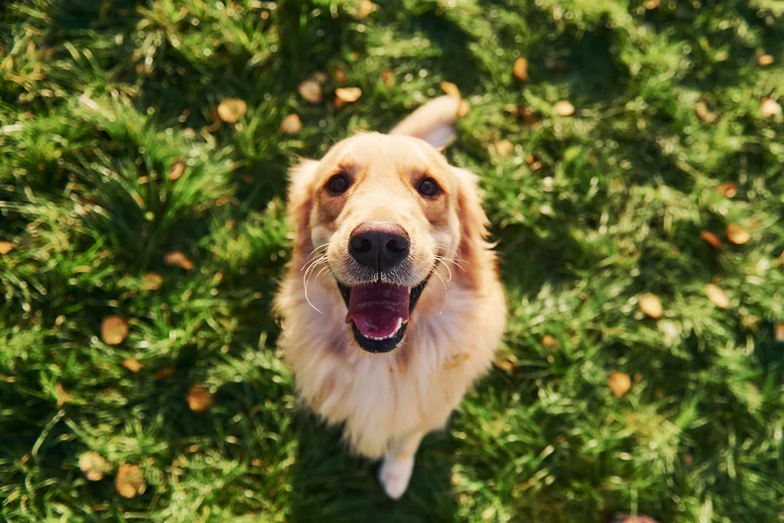 Golden retriever stojący na tylnych łapach