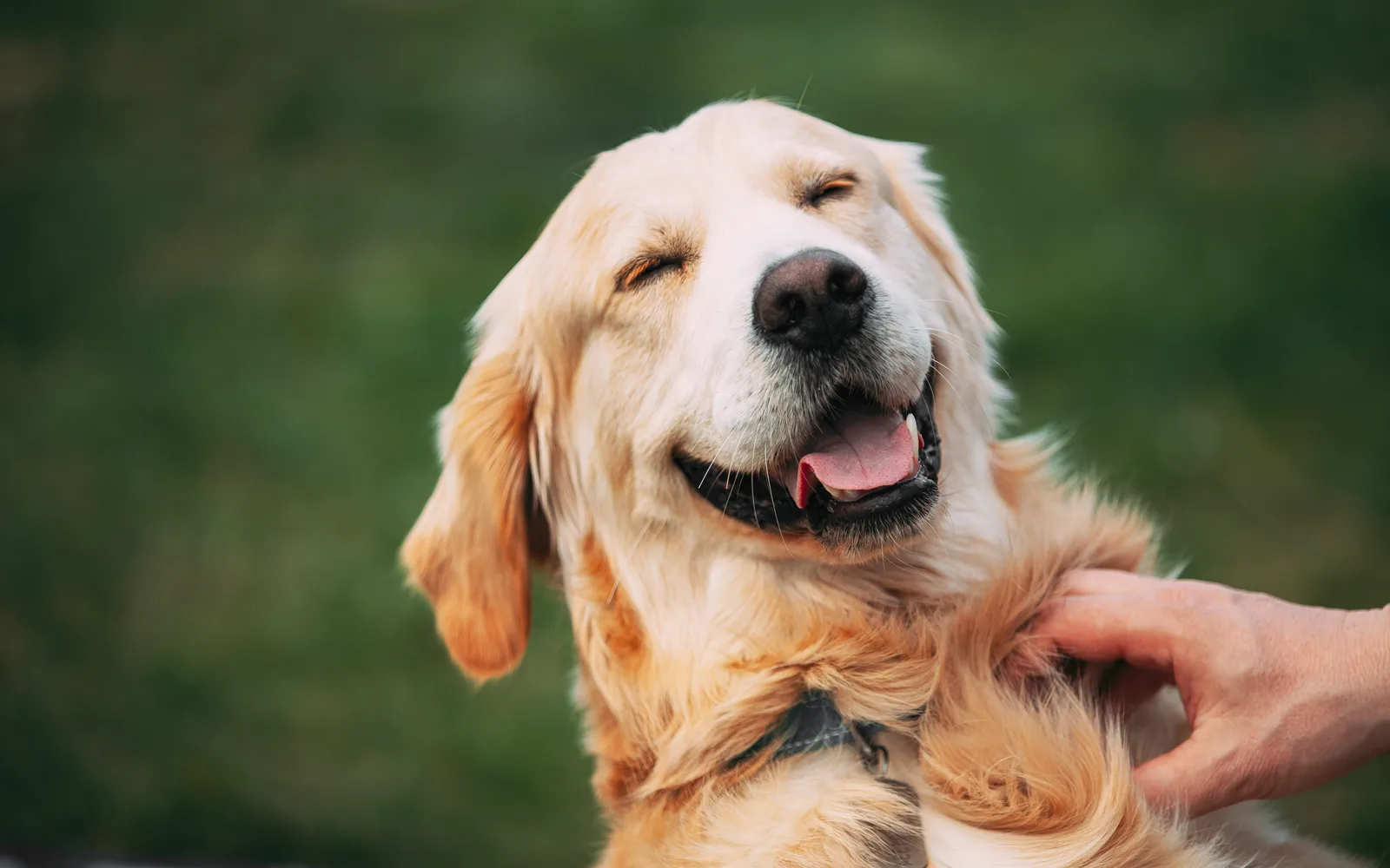 Głaskany golden retriever na trawie